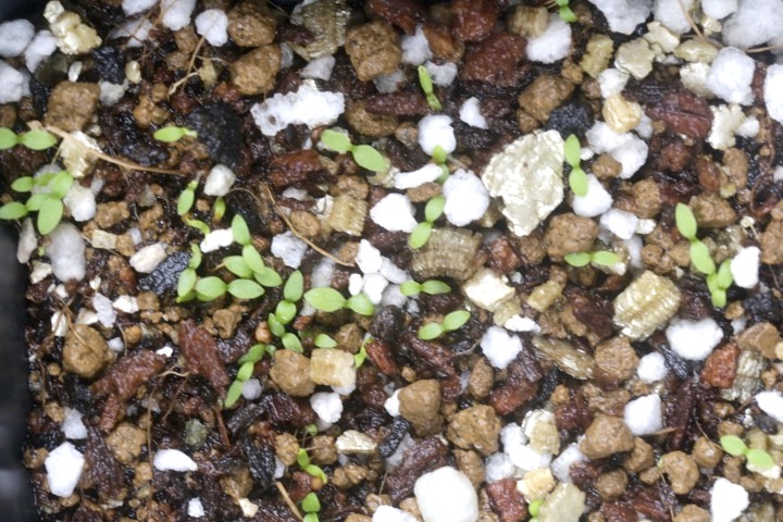 オランダミミナグサの発芽