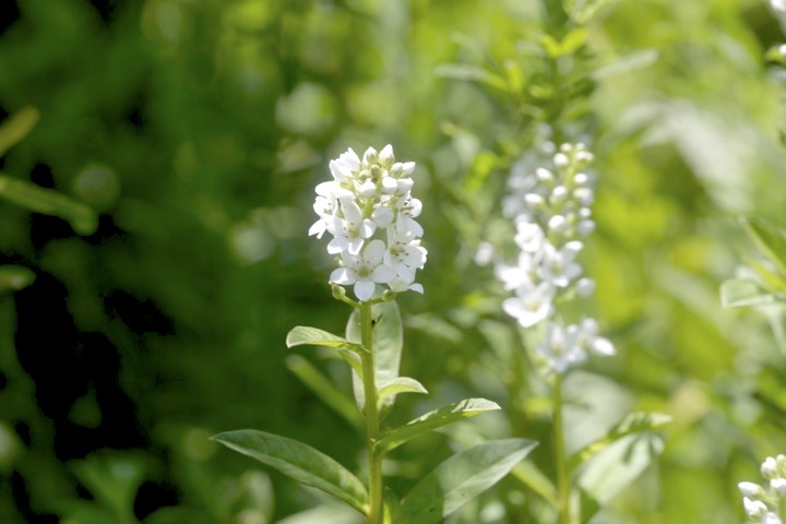 ヌマトラノオの開花
