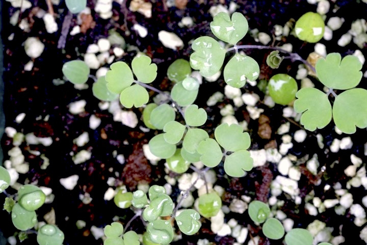 ミヤマオダマキの発芽