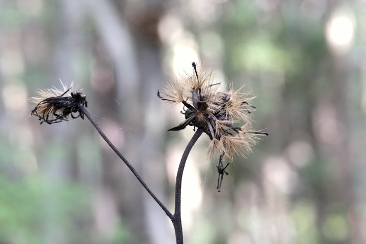 マルバダケブキの実