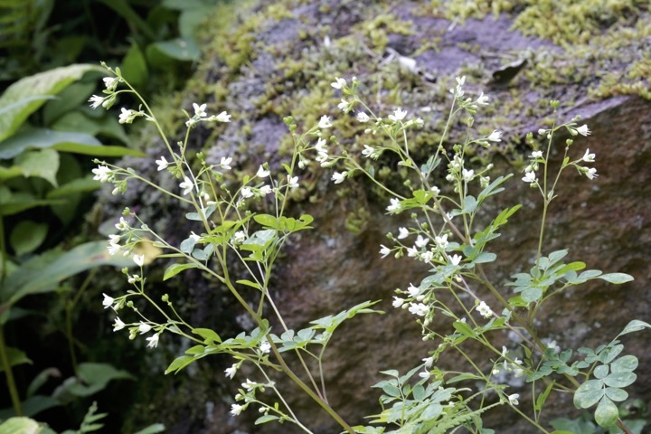 マツカゼソウの花