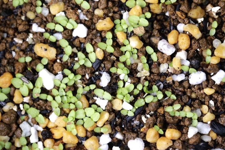 ホタルブクロの発芽