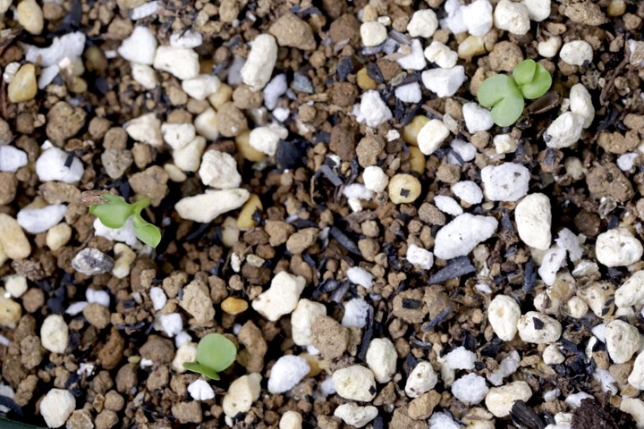 ミヤマヨメナの発芽