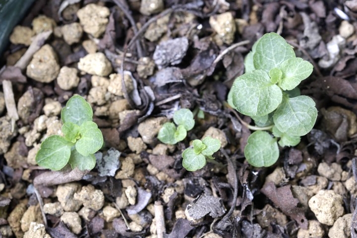 タニギキョウの発芽
