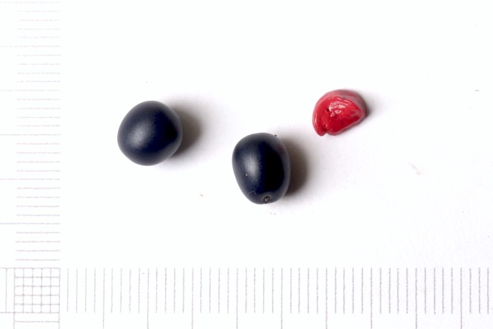 ヤマシャクヤクの種