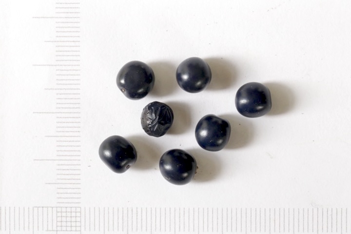 ベニバナヤマシャクヤクの種