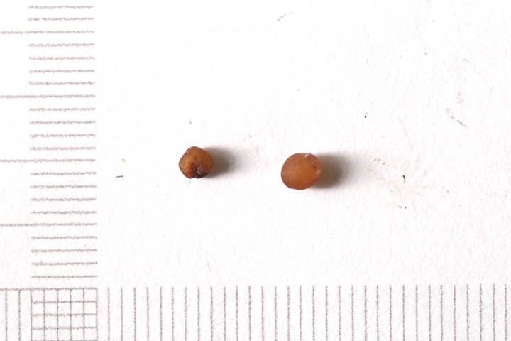 マイヅルソウの種