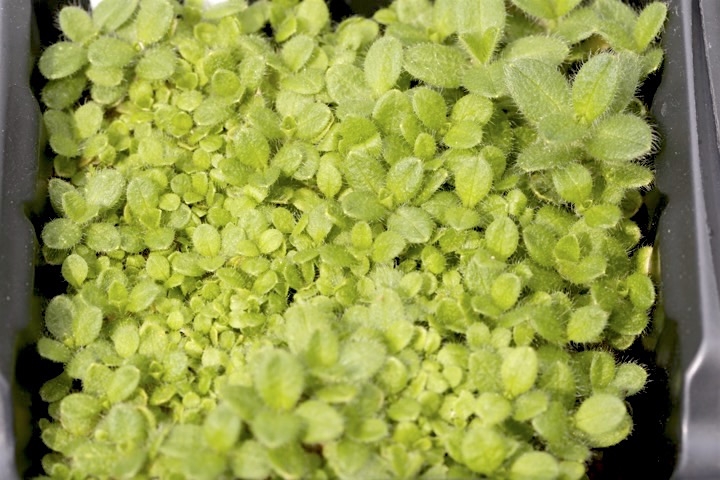 オランダミミナグサの発芽