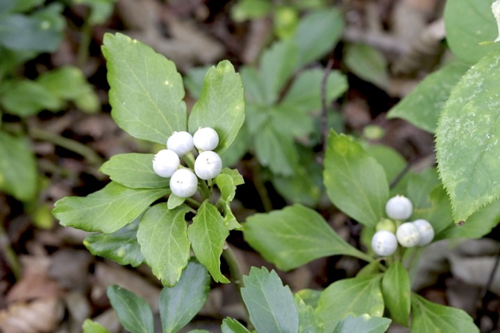 フッキソウの実