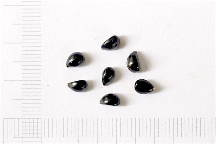 フッキソウの種