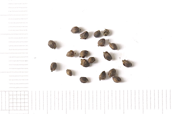 ワレモコウの種