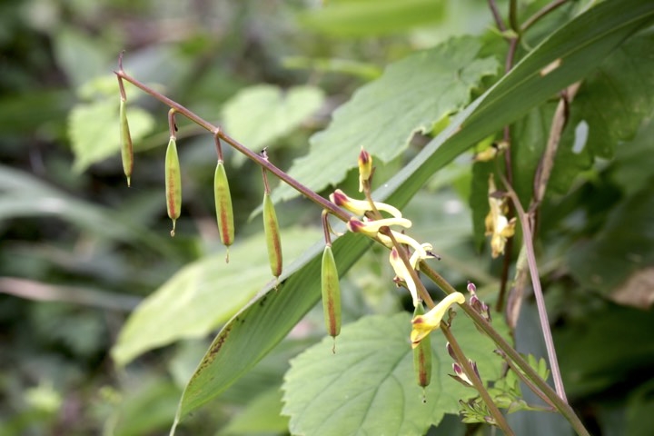 ツルキケマンの実