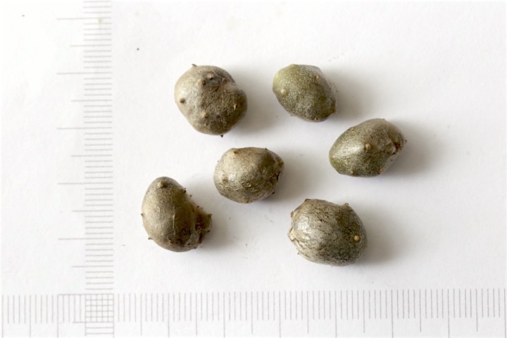 ヤマノイモのムカゴ