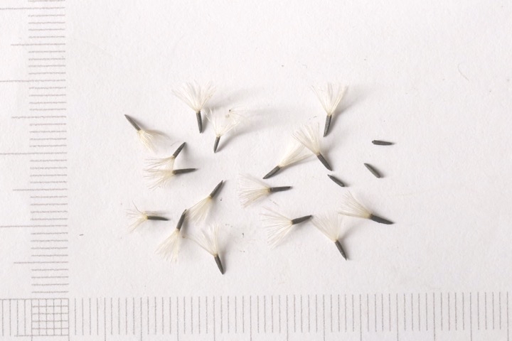 ヒヨドリバナの種