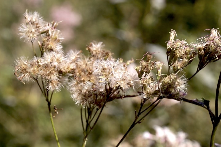 フジバカマの実