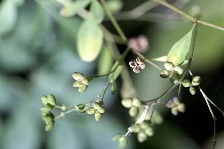 マツカゼソウの実