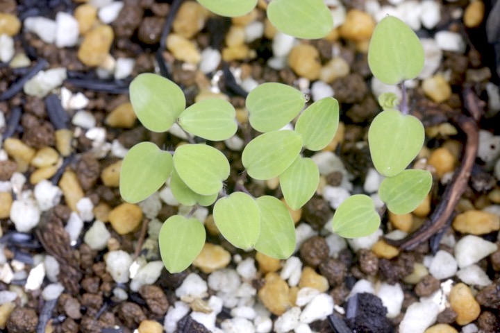 ヤマオダマキの発芽