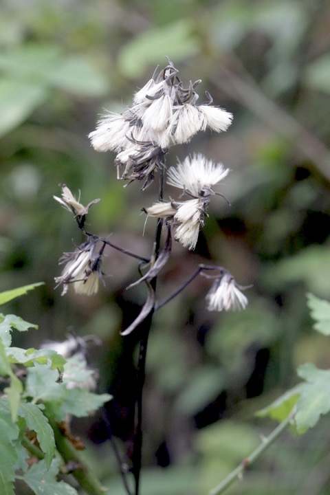 ヤブレガサの実