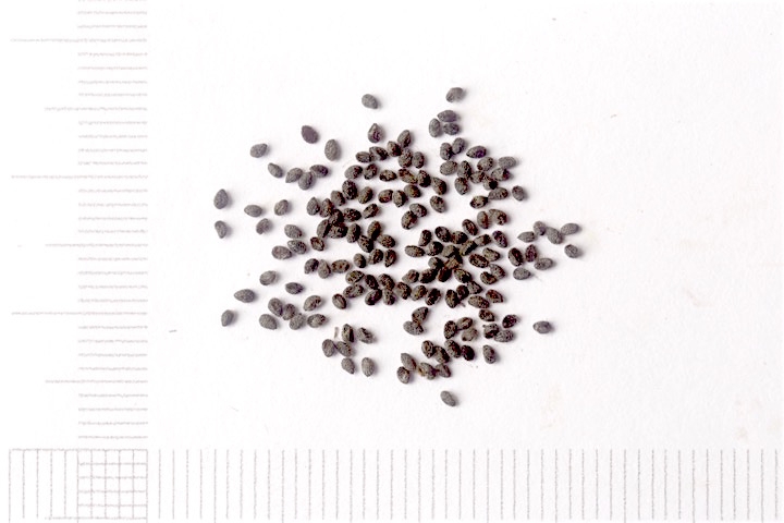 マツカゼソウの種