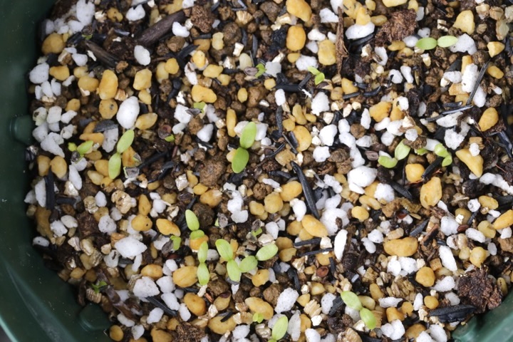 タカネナデシコの発芽