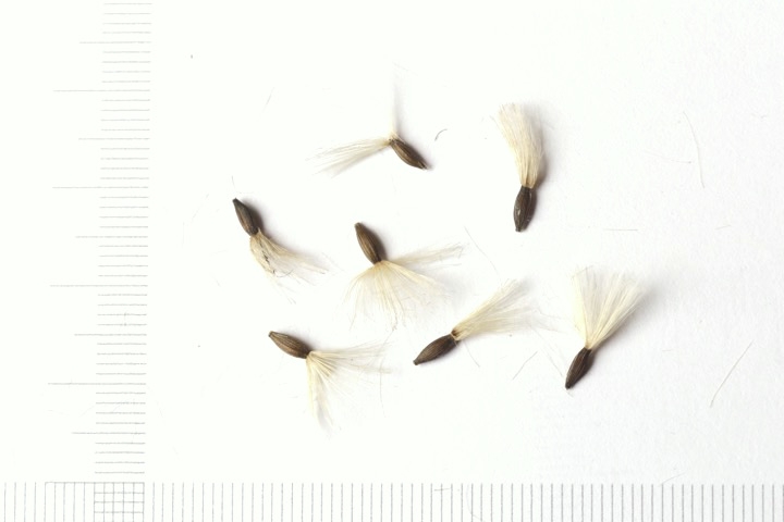 ヤブレガサの種