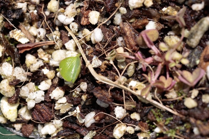 ヒメリュウキンカの発芽