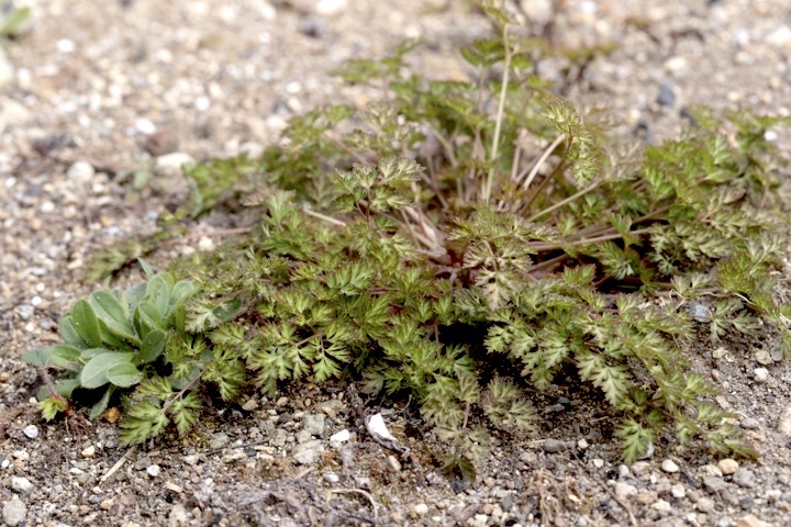 ムラサキケマンの芽生え