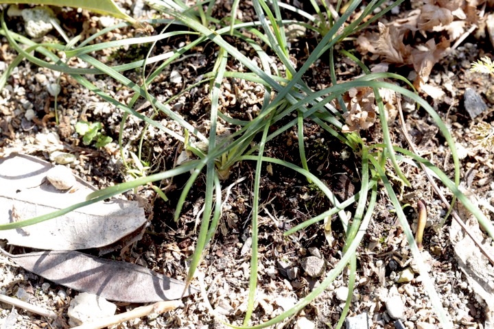 ２年目のヒメヤブラン