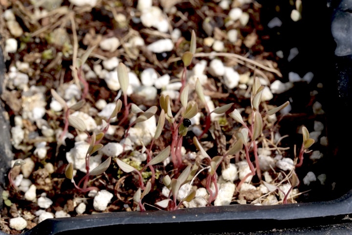 ムラサキケマンの発芽