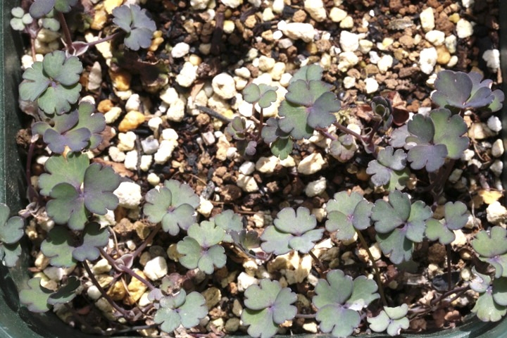 ミヤマオダマキの芽生え