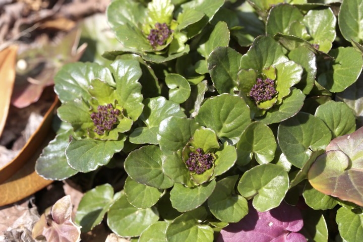 ヤマガラシの芽生え