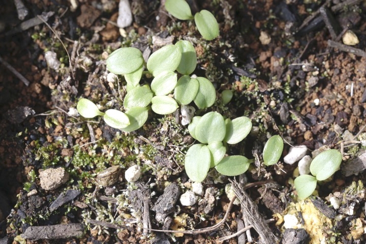 レンゲショウマの発芽