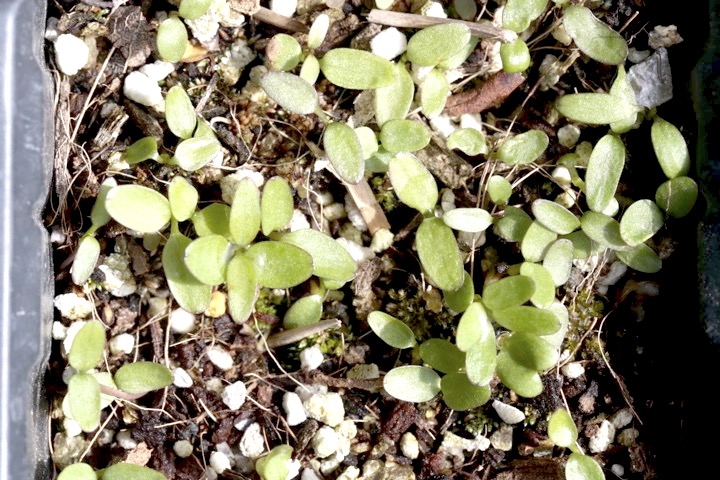 リュウキンカの発芽