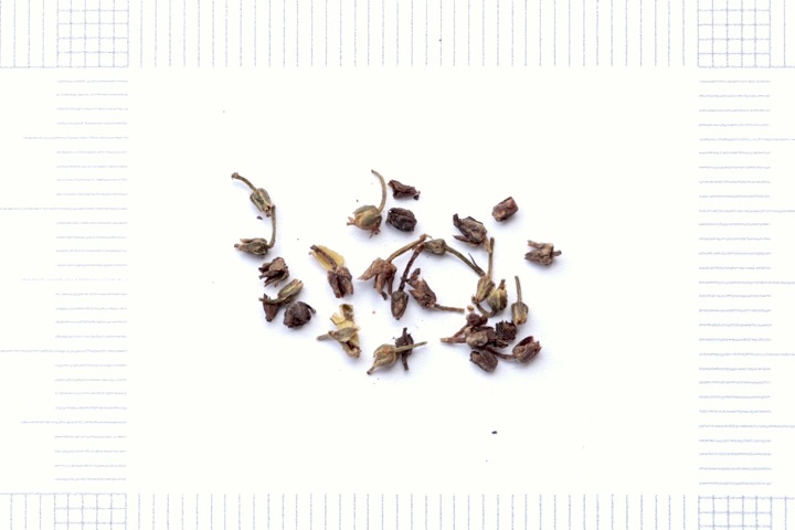 ヌマトラノオの種