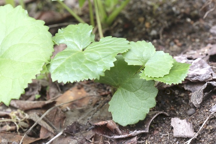 メタカラコウの芽生え