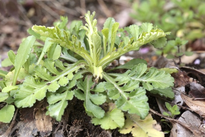 マツムシソウの芽生え