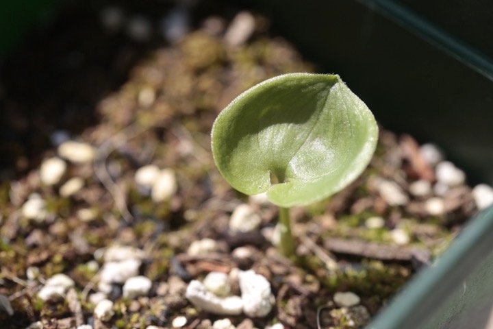 マイヅルソウの発芽