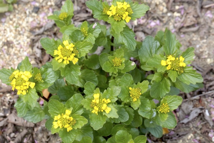 ヤマガラシの開花