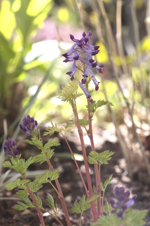 ムラサキケマンの開花
