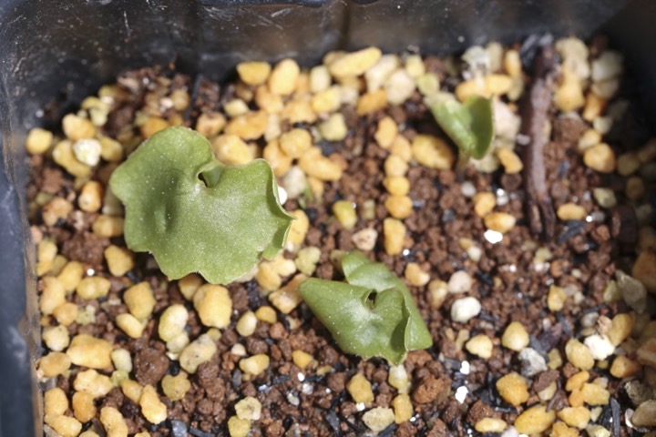 ヤブレガサの発芽