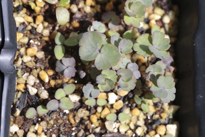 ヤマオダマキの芽生え