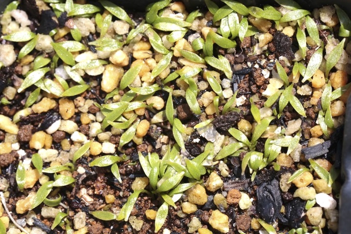 ホトトギスの発芽