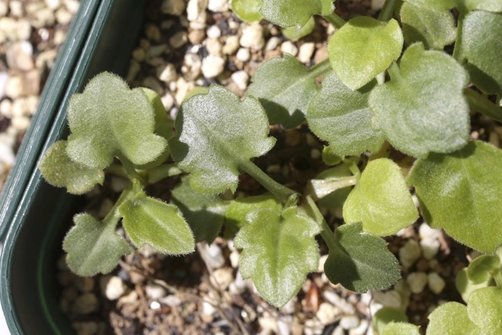 ミヤマヨメナの芽生え