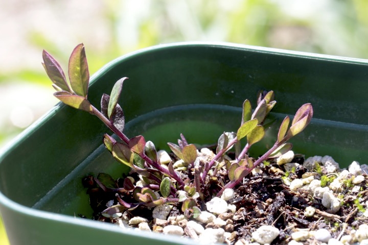 ヒメハギの芽生え