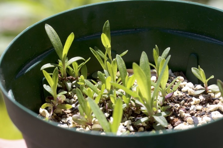 タカネナデシコの若葉