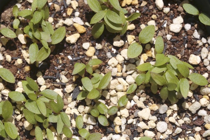 ヤマウドの発芽