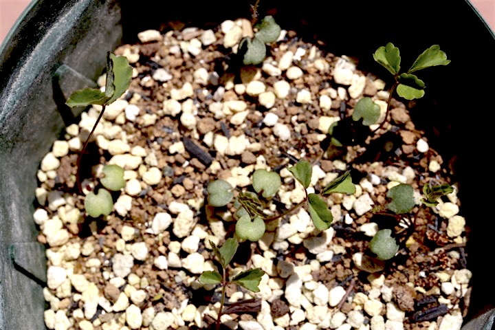 ワレモコウの発芽