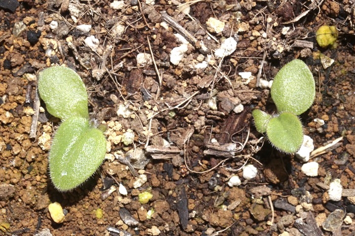 ルリソウの発芽