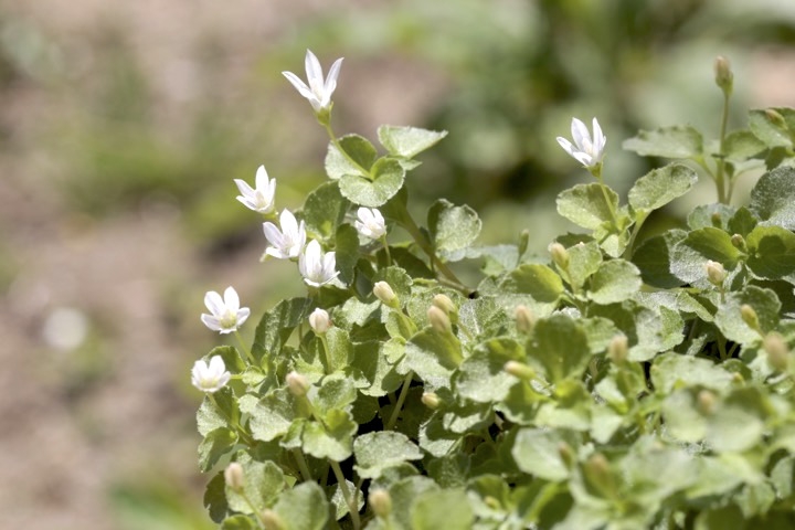 タニギキョウの開花