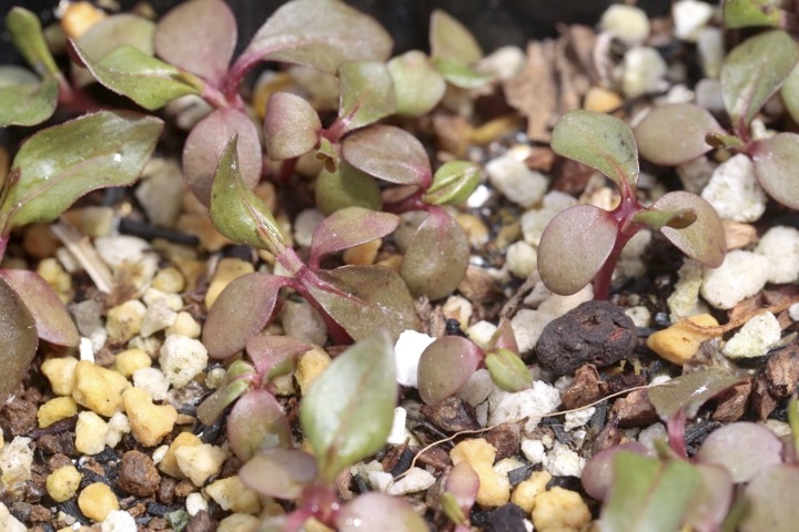 ボントクタデの発芽